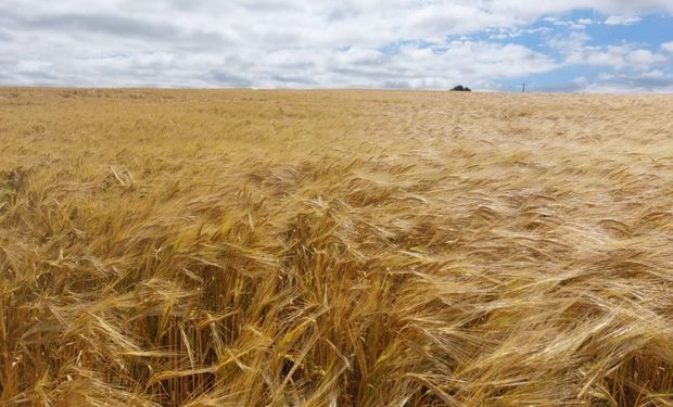 Colheita da cevada inicia com alta qualidade no Rio Grande do Sul