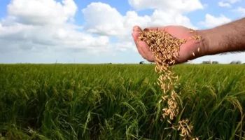 Queda no preço e excesso de chuva devem frustar expectativa de área plantada de arroz