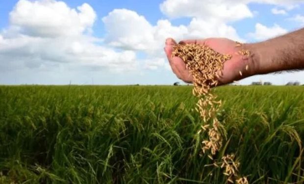 Queda no preço e excesso de chuva devem frustar expectativa de área plantada de arroz