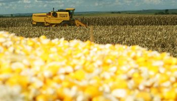 Preços do milho recuam com demanda fraca e oferta elevada no Brasil