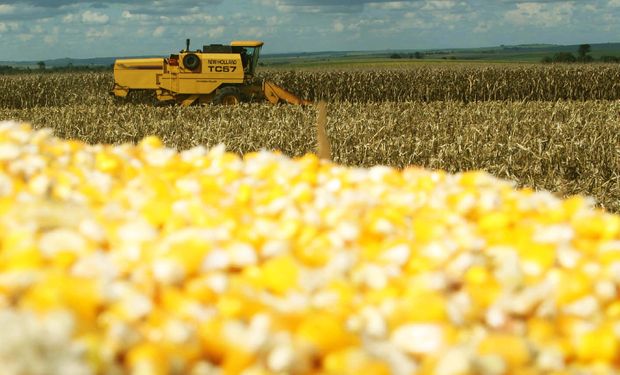 No campo, o retorno das chuvas em importantes regiões produtoras trouxe alívio aos agricultores. (Foto Jonas Oliveira/Arquivo-ANPr)