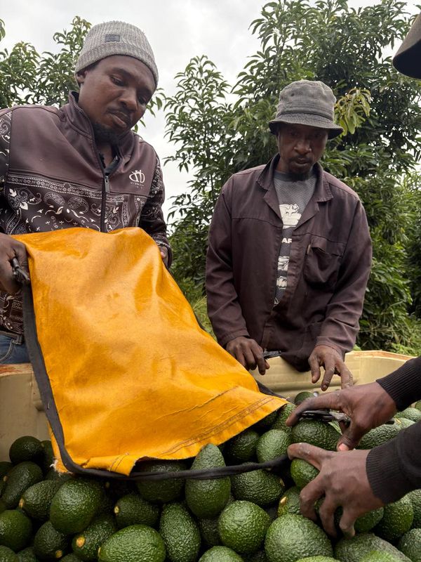 Maluma: super avocado sul-africano ganha mercado do queridinho