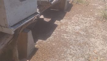 Aplicó un agroquímico prohibido y le mató todas las abejas a un vecino productor de miel