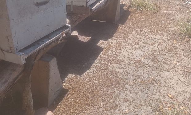 Aplicó un agroquímico prohibido y le mató todas las abejas a un vecino productor de miel