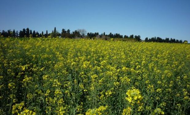 Macacha INTA posee una amplia adaptación a diferentes regiones agroecológicas.