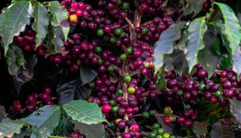 Com alta da produção, preço do café pode perder sustentação no mercado interno