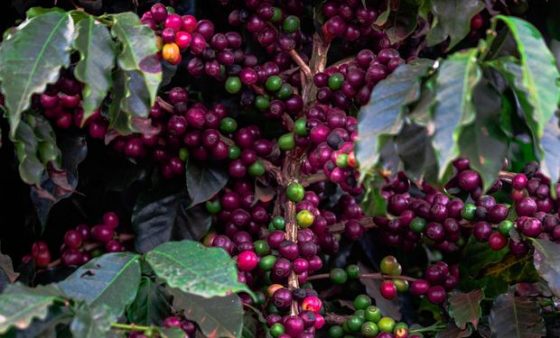 Com alta da produção, preço do café pode perder sustentação no mercado interno