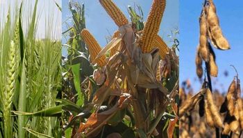 ¿Vuelve la apuesta de los fondos por los commodities?