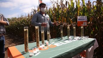 Año Niña: ¿Cómo armar una estrategia de fertilización de maíz en fecha tardía?