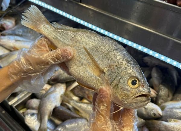 Sinais como olhos brilhantes, brânquias vermelhas e cheiro suave indicam peixe fresco na hora da compra