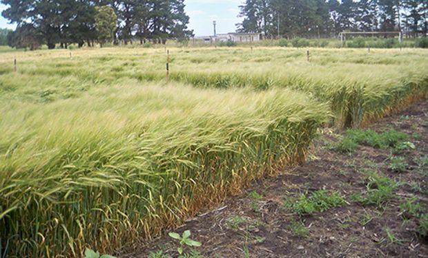 Ante la falta de variedades con resistencia, investigadores del INTA Balcarce y Bordenave estudiaron el efecto de la aplicación con fungicida mezcla de carboxamida y estrobilurina en distintos estadios de desarrollo del cultivo de cebada.