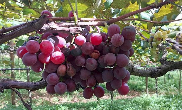 Como o Circuito das Frutas conseguiu reduzir em até 95% a podridão da uva madura