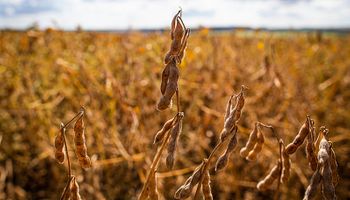 El hecho que impactó al complejo soja y la entrada del maíz tardío al mercado de granos local