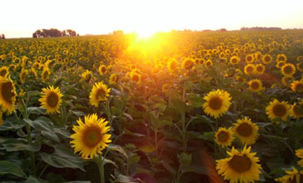 Rotterdam da esperanza para el futuro del complejo girasol