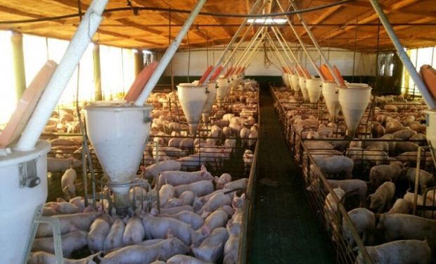 Santa Fe, Córdoba y Entre Ríos buscan capitalizar el megaproyecto chino de cerdos