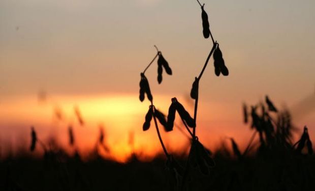 Se prevé una cosecha récord de soja en la campana 2014/15.
