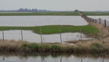 Trigo: complicaciones varias tras las fuertes lluvias