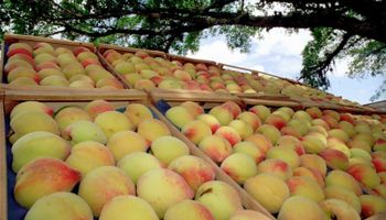 Governo federal destina R$ 4 milhões à compra de suco de pêssego do RS