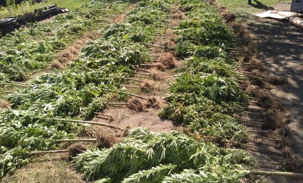 Condenan a prisión al dueño de un campo ganadero que tenía 500 plantas de marihuana