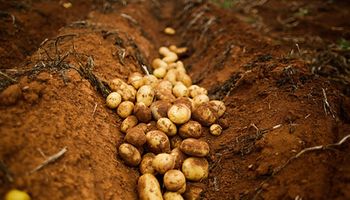 Preço da batata sobe até 22% na reta final de fevereiro