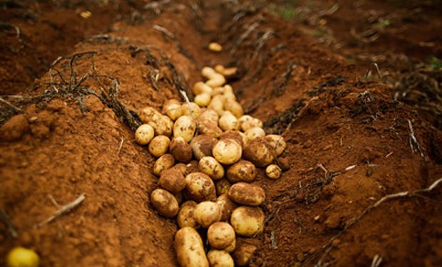 O município de Mucugê, localizado na Chapada Diamantina, na Bahia, é maior produtor de batata inglesa do Brasil. (foto - Sistema CNA/Senar)