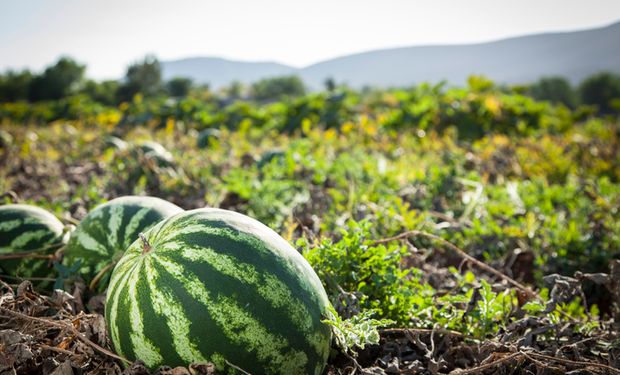 Conab aponta queda no preço de diversas frutas em abril