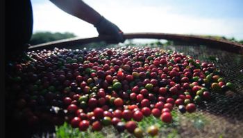 Conab estima safra recorde de café de 66,2 milhões de sacas em 2026