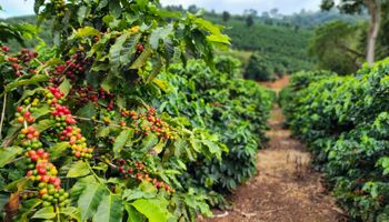 Produção de café deve crescer 18% e alcançar maior volume da história