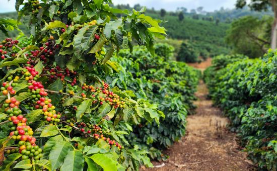 Estimativa da Conab aponta safra de 66,7 milhões de sacas, impulsionada pela recuperação do arábica, clima favorável e avanço da produtividade nas lavouras