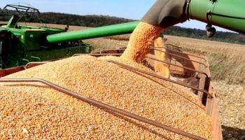 Conab projeta safra recorde de grãos e produção histórica de carnes em 2025/26