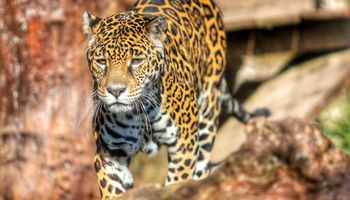 Justiça condena pecuarista por envenenar onças-pintadas e 17 animais no Pantanal