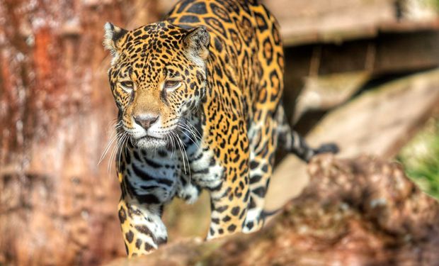 Justiça condena pecuarista por envenenar onças-pintadas e 17 animais no Pantanal