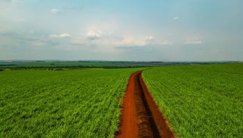 Como São Martinho e Vivo vão conectar até 3 milhões de hectares no Brasil: entenda