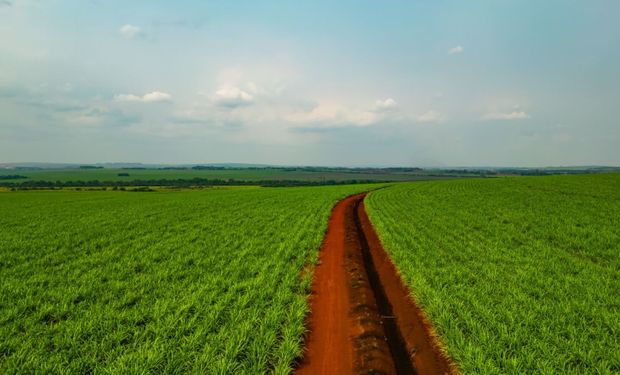 Área agrícola da São Martinho:  projeto amplia a cobertura móvel nas quatro unidades da empresa em São Paulo e Goiás. (Foto: Divulgação)
