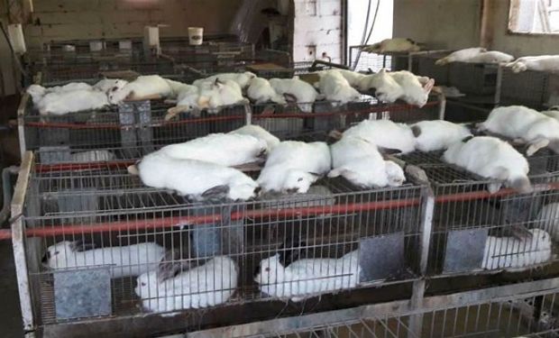 Arriba de las jaulas, parte de los conejos que murieron en la zona de Montecristo