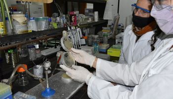 El INTA se suma a la lucha contra el coronavirus y busca aportar conocimiento sobre el desarrollo de vacunas