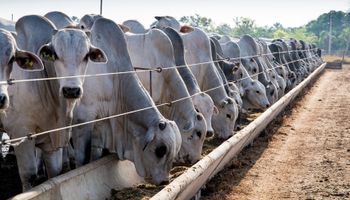 Estudo com 2,7 milhões de animais revela como mudou o confinamento brasileiro