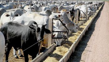 Confinamento de gado no Brasil deve crescer 5,7% em 2026 e se aproximar de 10 milhões de cabeças