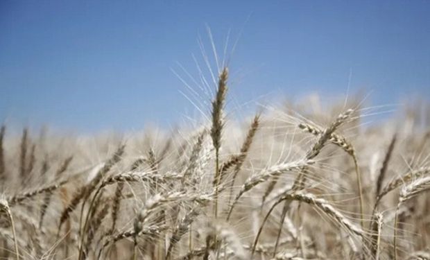 Conflito entre Rússia e Ucrânia e os impactos sobre o mercado do trigo no Brasil e no mundo