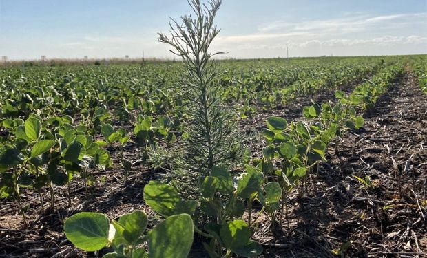 De qué se habla en el encuentro cumbre de las malezas: la "rápida evolución” de una gran amenaza para el campo