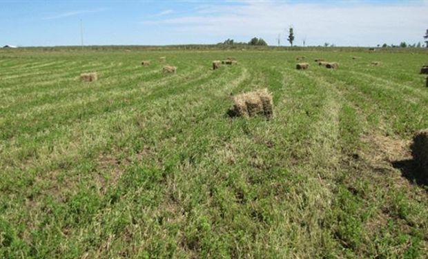 Con el aporte de rastrojos de cultivos agrícolas, se ha notado una falta de forraje en la etapa estival.