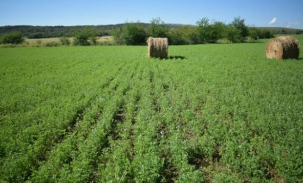 Congreso Mundial de alfalfa se realizará este año en Córdoba.