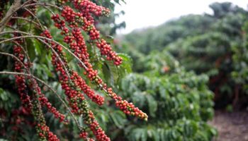 Governo do Espírito Santo reduz alíquota do ICMS para café conilon