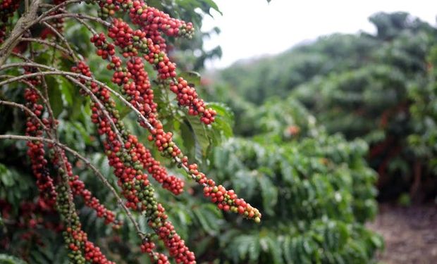 Governo do Espírito Santo reduz alíquota do ICMS para café conilon