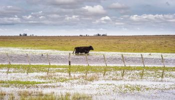 Inundaciones: once consejos para prevenir zoonosis y problemas sanitarios
