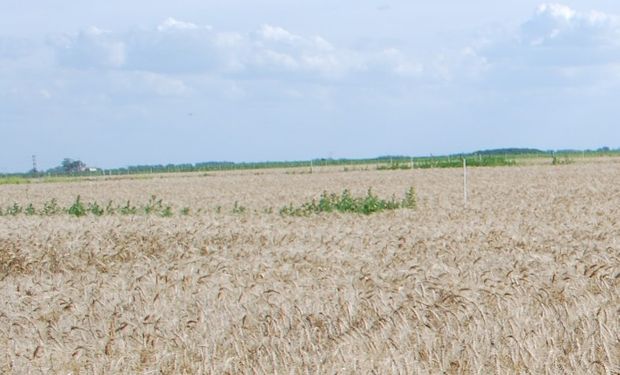 Las malezas en el barbecho y cultivo de trigo.