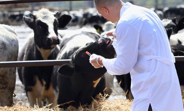 Conselho de Medicina Veterinária critica projeto de Mourão: “coloca em risco o bem-estar dos animais”