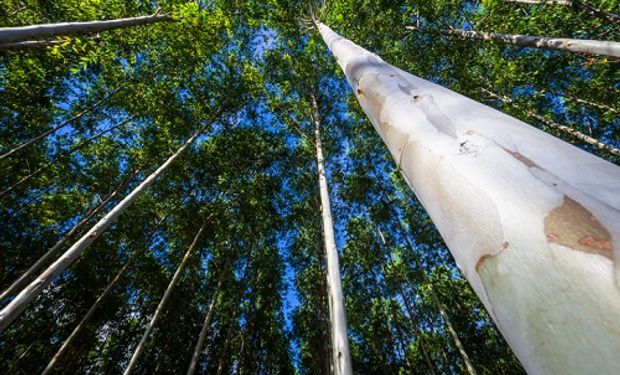 Acordo prevê remuneração para conservação de florestas