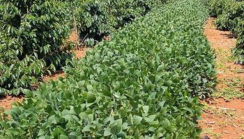 Produtores de Minas contam como estão plantando café e soja  