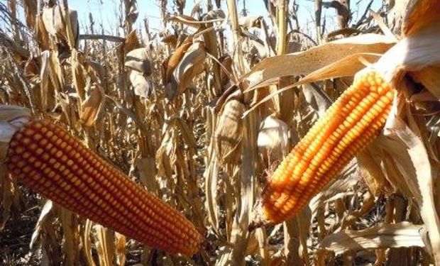 Recorte en la demanda china de maíz